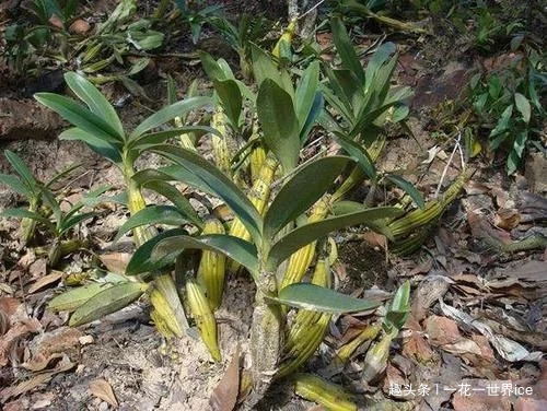 山中这种野草，曾为上贡“仙草”，一草难求，如今折段枝条就能养