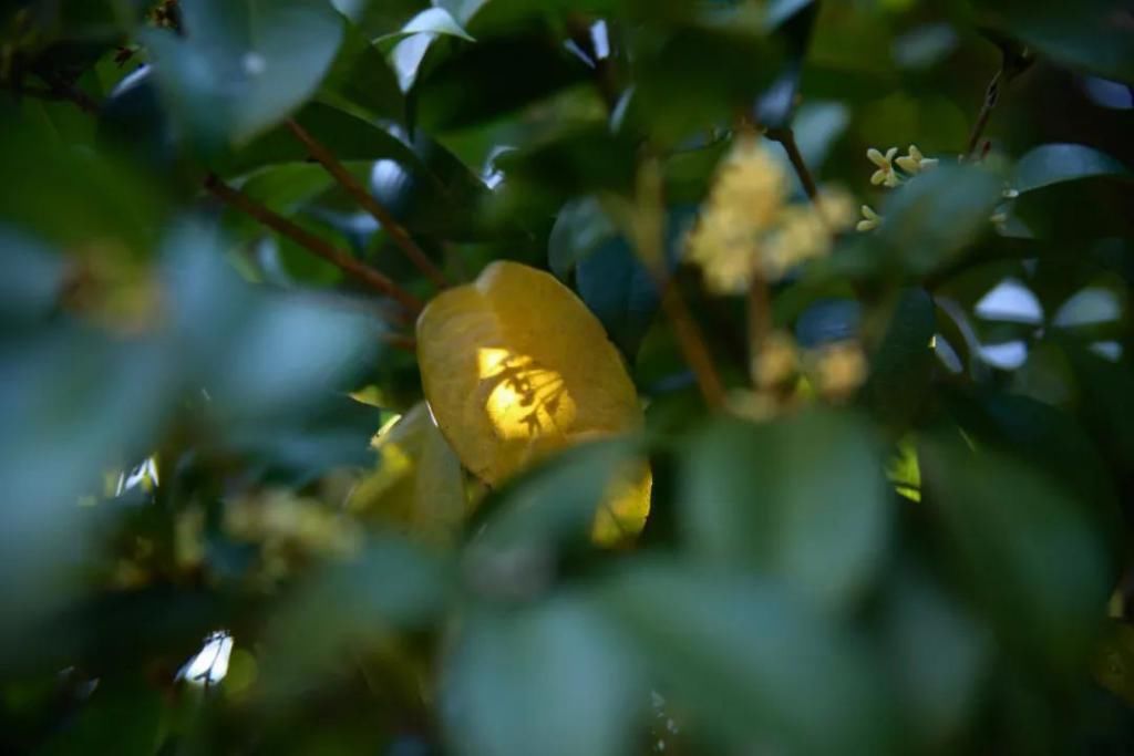 千里光|野趣一日，发现桃花岭的22种秋天