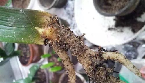 只要功夫深，君子兰照样扦插，养花牛人，用君子兰叶子扦插