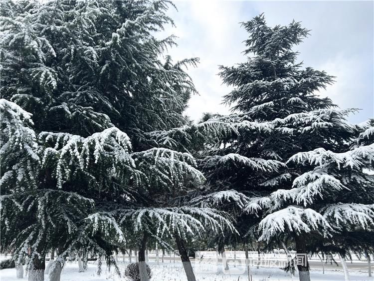 烟台市牟平区沁水河公园雪景美如画|图集| 牟平区