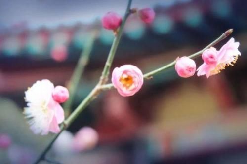 珠珠|花期正好!趵突泉畔的玉兰蜡梅绽放啦!喜气洋洋迎新春!