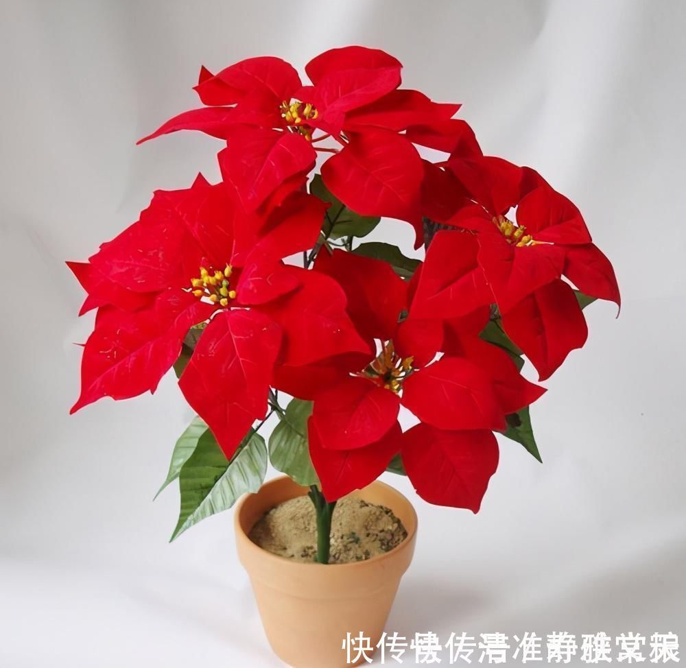 马蹄莲|4种有害的花不能放客厅,家有老人小孩要注意,赶紧清理掉