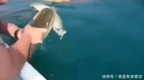 大鱼|中了一小鱼,结果一大鱼咬着小鱼不放,一抓就得,这鱼是吃货吗?