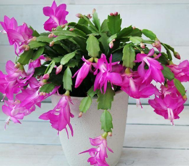 5种花是花中大美女，开花勤爱爆盆，一年四季都赏花