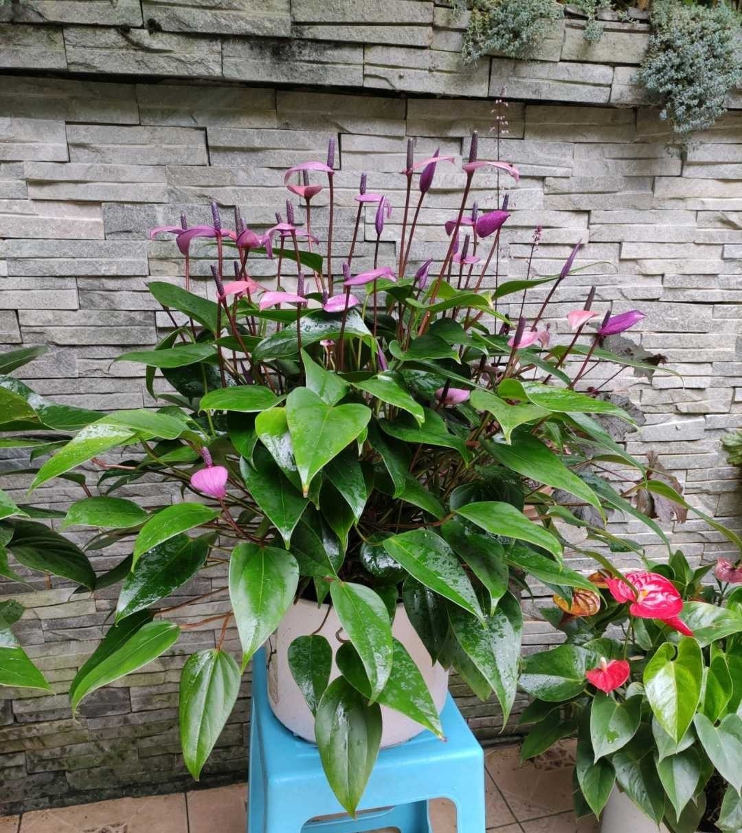 空气|这6种花,是净化空气的小能手,为了健康,家里一定要放一盆