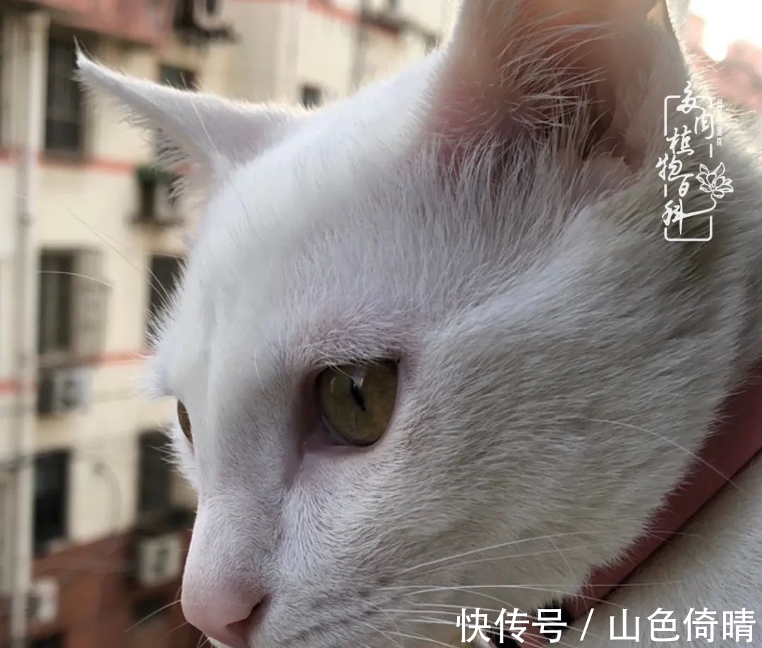 我与多肉植物百科的398天离别又重逢!