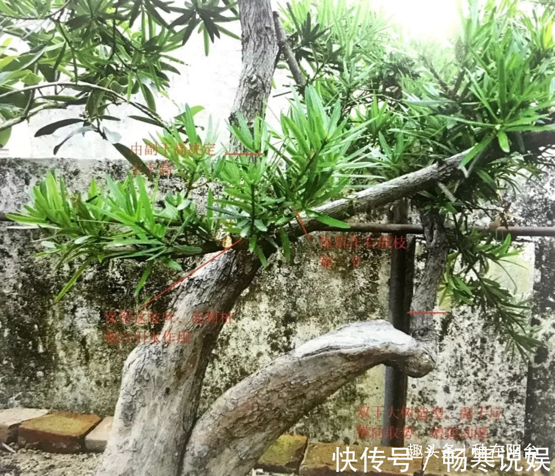 罗汉松芽接案例分享，台长教你玩出别出心裁的岭南盆景！