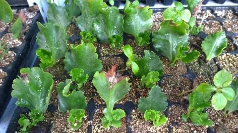 3种花，现在掐根枝条插土里，生根快，一盆变多盆