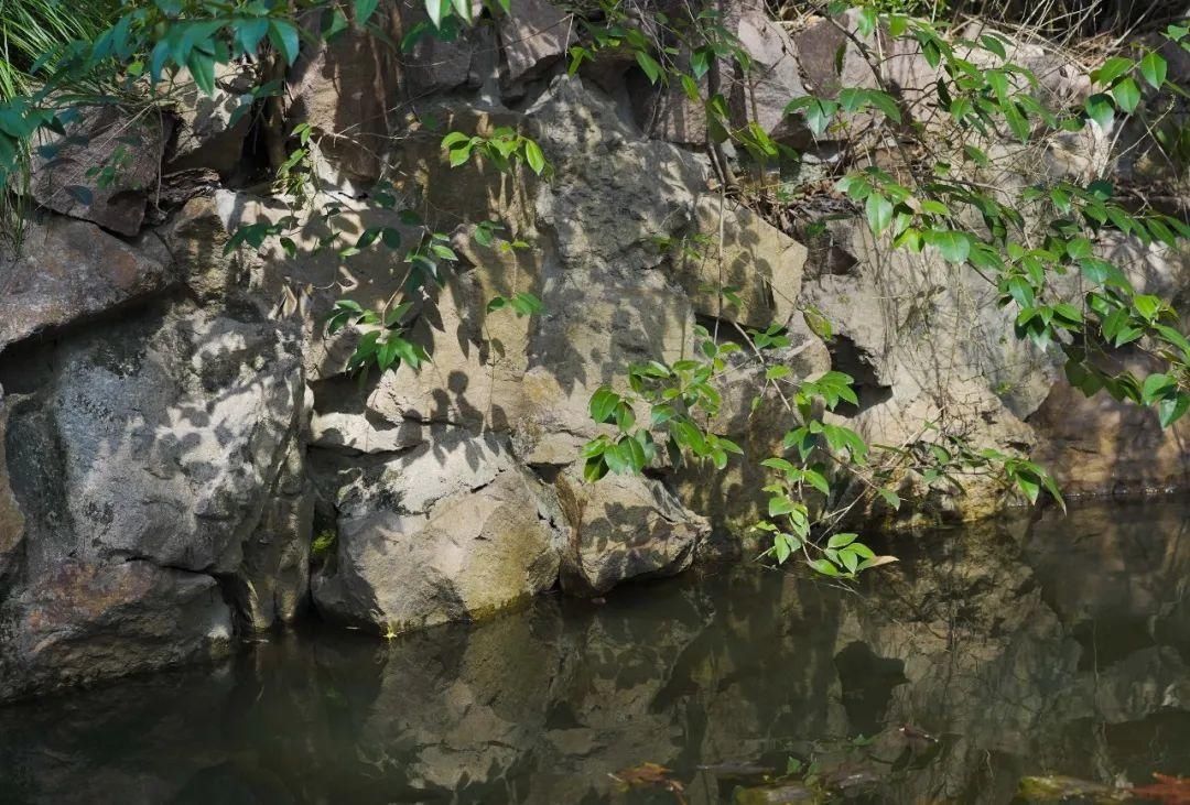 古城|春到同济！太（you）爱（fu）了（li）！