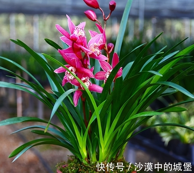 11月，此兰花可以“闭眼入手”，号称零差评，色彩艳丽，兰香浓郁