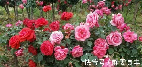 5种“耐寒花”，趁着秋天种一盆，爆花3个月，冬天不寂寞