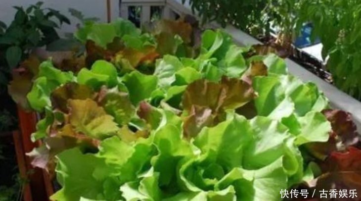 阳台最适合养5种菜,生长快结果多,夏天再热不用出门买