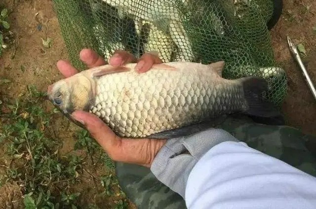 冬钓板鲫，一定常去这2个地方，藏鱼多