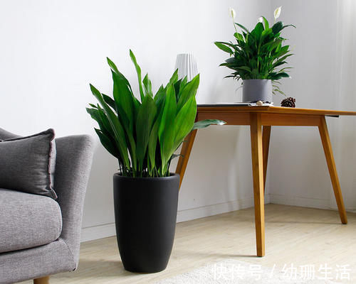 光照|此4种“花卉”耐阴好养,吉祥又漂亮,家里养1盆,四季都能赏