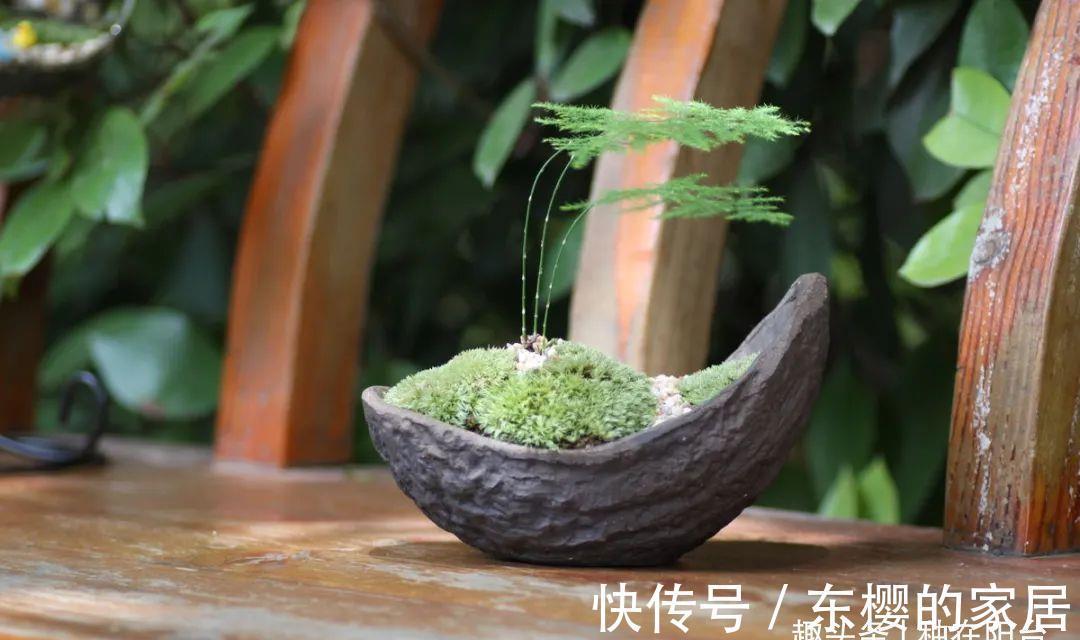 枝叶|勇闯“4关”,文竹盆栽显现盆景效果,新手也能闯到第3关哦!