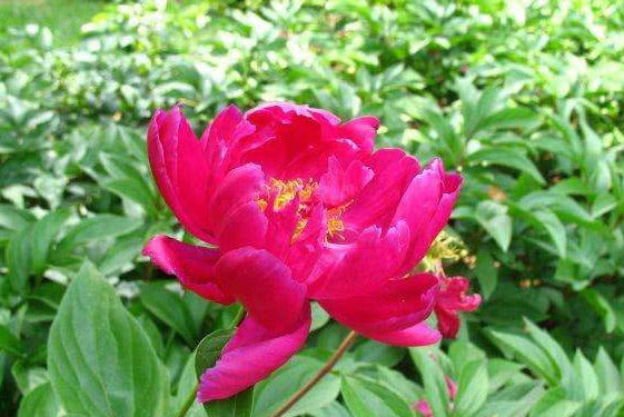 人生苦短$自认才华在柳永之上,这首词果然轻狂年过五十,别再烦恼