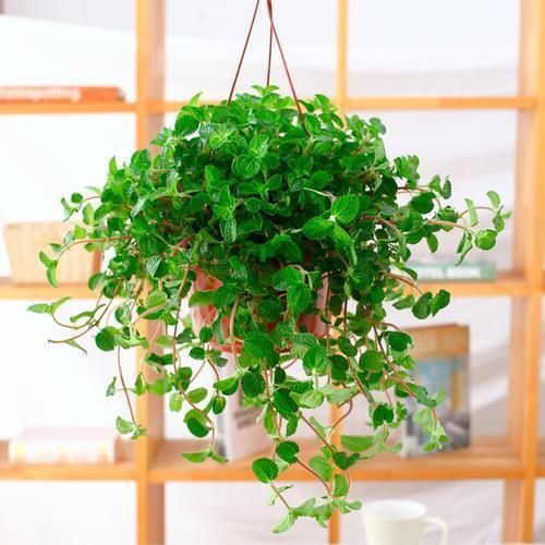 养这4盆花,在家吸烟也不怕,二手烟吸光光,空气清新,一家健康