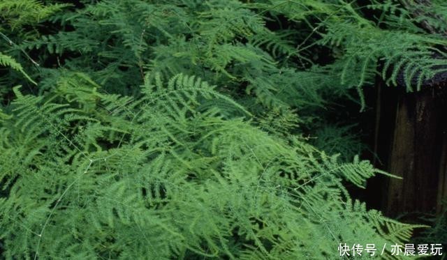  施肥|想要文竹枝繁叶绿，注意这“5不”，别再随心所欲地养了！