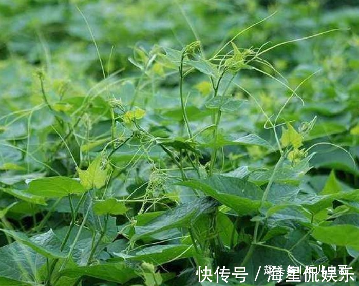 龙须|龙须菜消除疲劳，养眼护肤，掌握四点，种出美味营养的龙须菜来