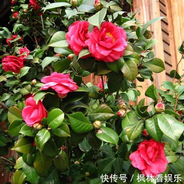 八月适合养茶花，这几招做得好，冬天省事开花也多