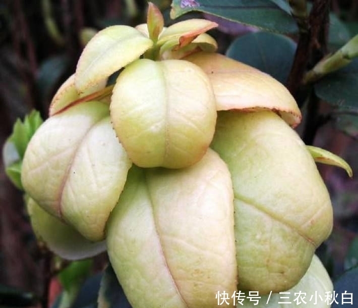 ÏËά|Ò»ÖÖÒ°¹ûÓªÑø¼ÛÖµ·Ç³£¸ßº¬°±»ùËá¡¢ÉÅʳÏËά¡¢Î¬ÉúËØC¼°¸ÆÔªËØ