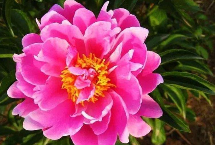 芍药花|养花就养4种花,家里养一盆,开花漂亮一年不停,越养越喜欢