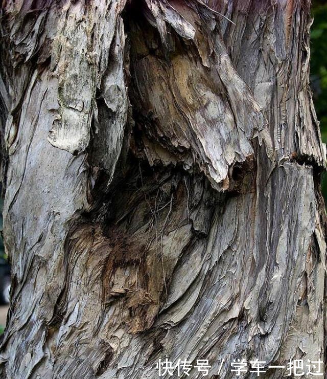 木工厂的“2废料”,是养花好宝贝,垫在花盆底,天天浇水都不怕!