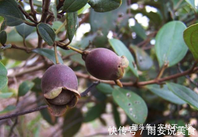 城里人|农村最好吃的5种野果,吃过4种的是农村人