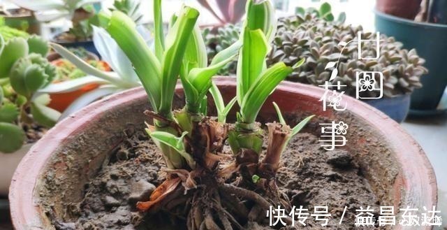 廿四|初秋给吊兰“整整型”，做好两件事，变成飘逸“小老桩”！