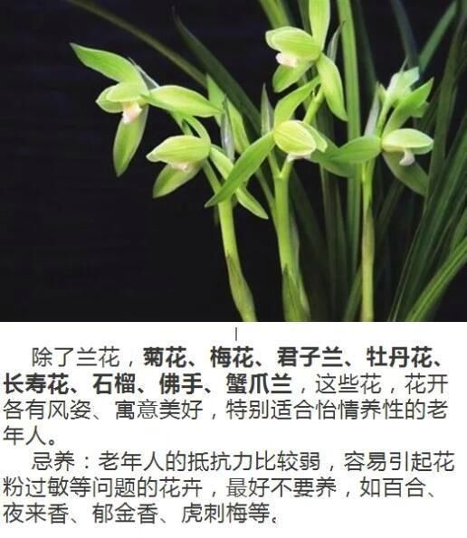 网纹草|什么人养什么花,对号入座,看看你养对了吗?