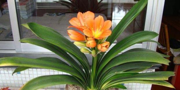 家居养花常见难题黄叶、烂根怎么办学学它轻松对症下药