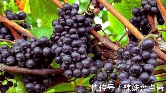 维生素c|4种养肾水果,男女适用,让你吃出美丽,吃出健康