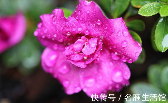 秘诀|夏天养护杜鹃花有秘诀，温度在30度以上也不怕，安全度夏没问题