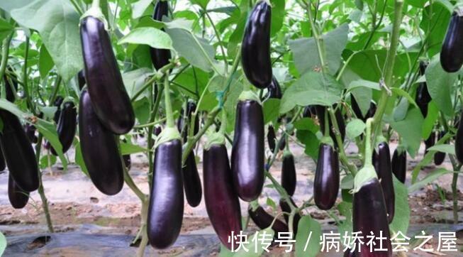 肝脏|吃茄子有损肝脏?医生:真无知!不想肝脏再受伤,3种素菜趁早扔