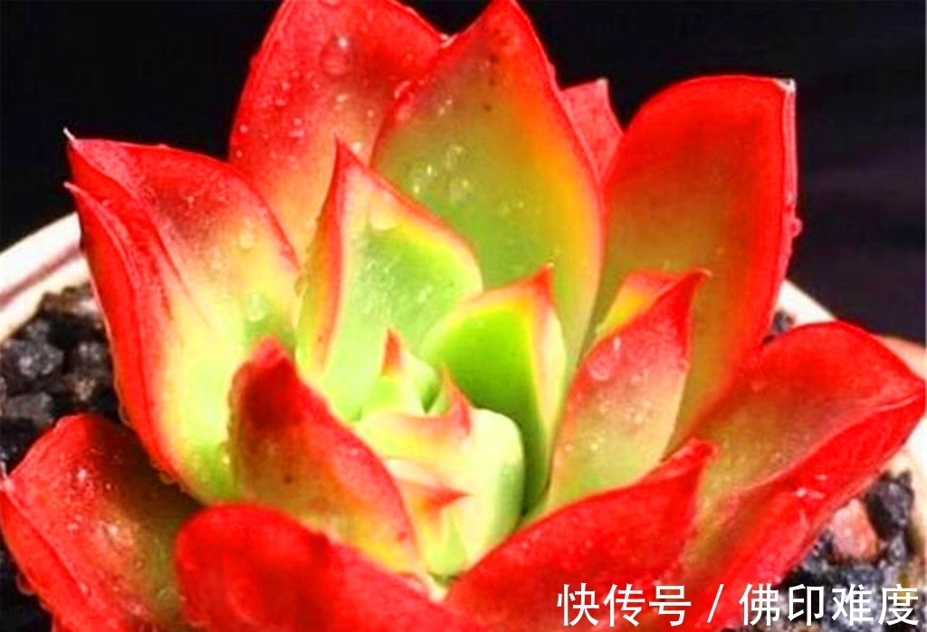 叶椒草|这些多肉说不上哪里好,但就是让人一眼难忘,有的开花还很美