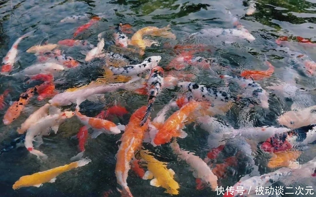 郑州电专|郑州电专“练习生”正式出道!