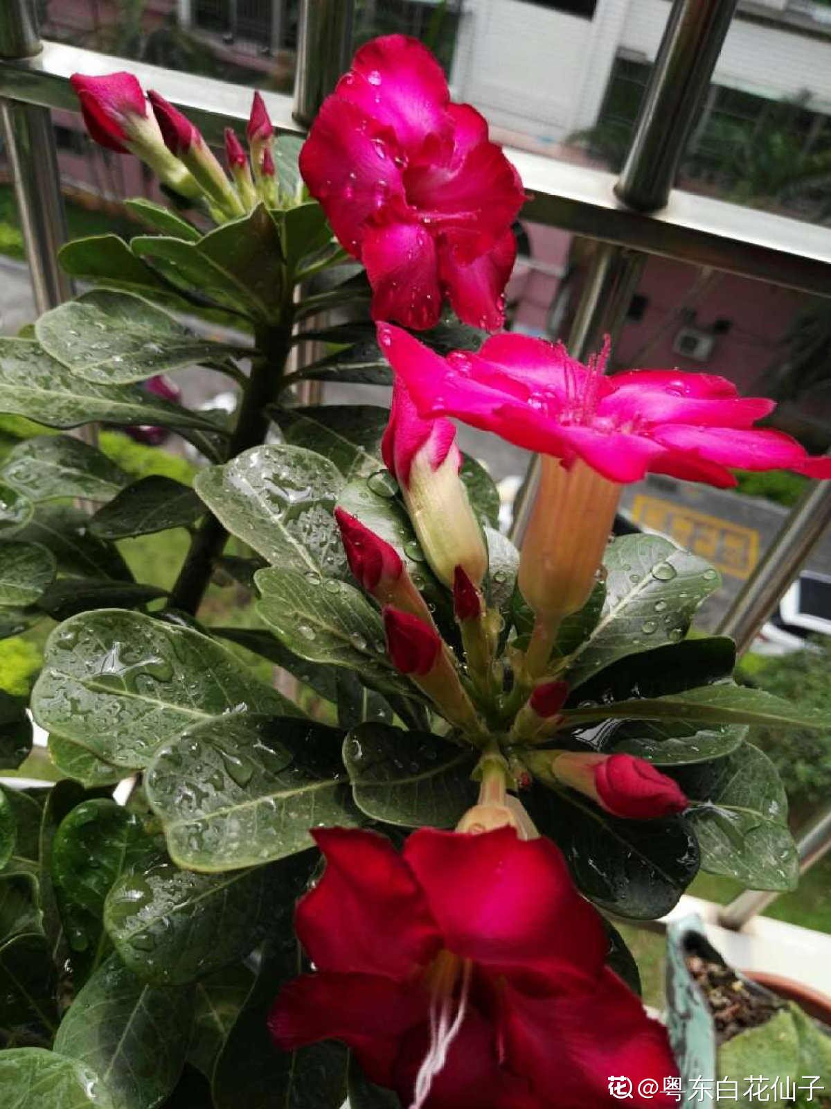 砂质土|沙漠般的天气还想养玫瑰？不用咋养，沙漠玫瑰就能怒放