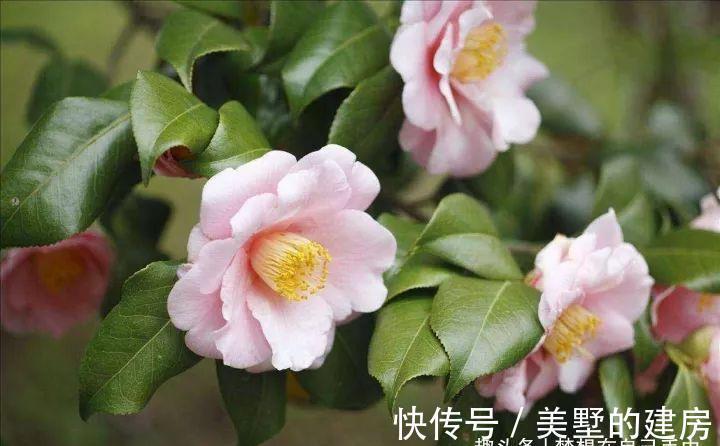 花花草草|原来花花草草也有这么多“雅称”