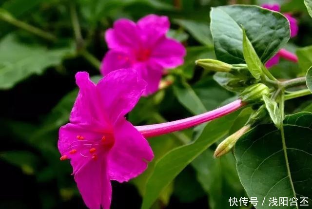 6种花,治蚊子,比蚊香还管用,夏天养10盆也不嫌多!