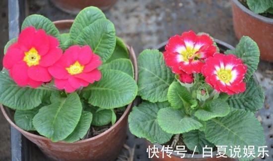 家里有小孩,那这6种花千万别买!养了后悔都来不及!