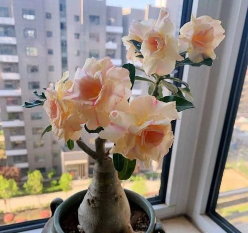 这三种花，一定要舍得晒，越晒越长花苞！