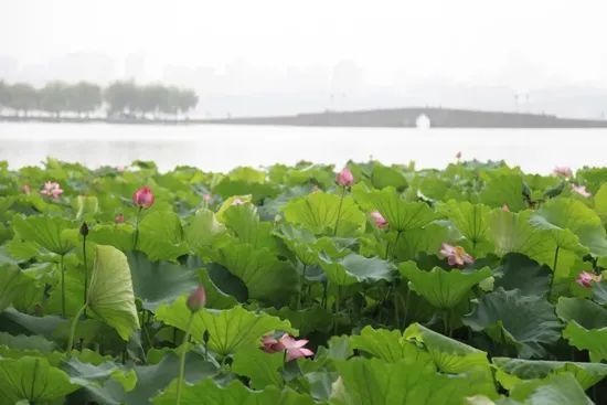 荷区|今年西湖荷花长势喜人，盛花期要来啦！最佳打卡地在→