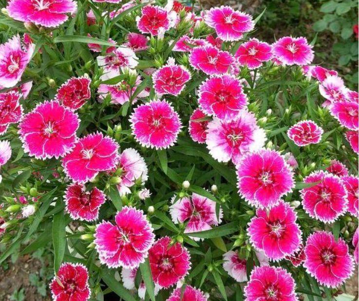 几种花卉对待新手很友好，30天不管，开出漂亮花