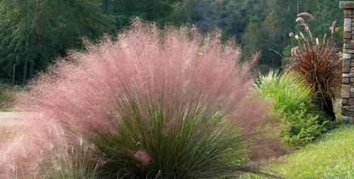 灿烂|又到了粉黛乱子草花开灿烂的时节,在院子就能种,花朵如云雾