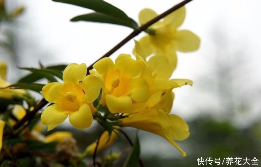 香水|这花比法国香水好闻,寒冬冻不死,秋冬接替茉莉“上岗”