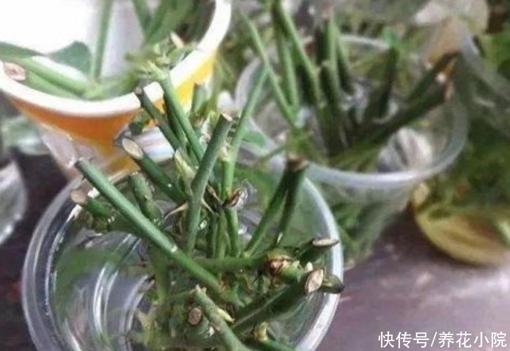 扦插花卉，生根水不用买，3种小东西做成“生根水”，简单又实用