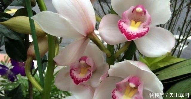 中国|中国十大名花分别指哪十种花这十种花分别有什么美称