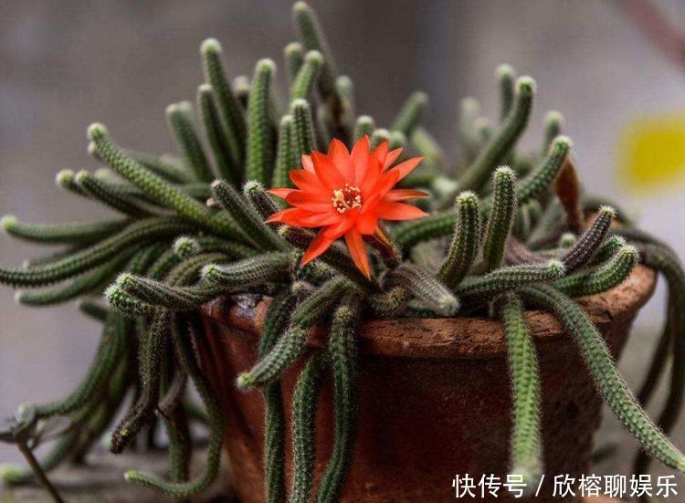 养花就养4种花,家里养一盆,开花爆盆很简单,满树都是花朵