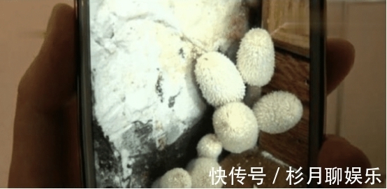 女子|一天长半米！女子花80万买“蘑菇房”，得知原因女子悔不当初