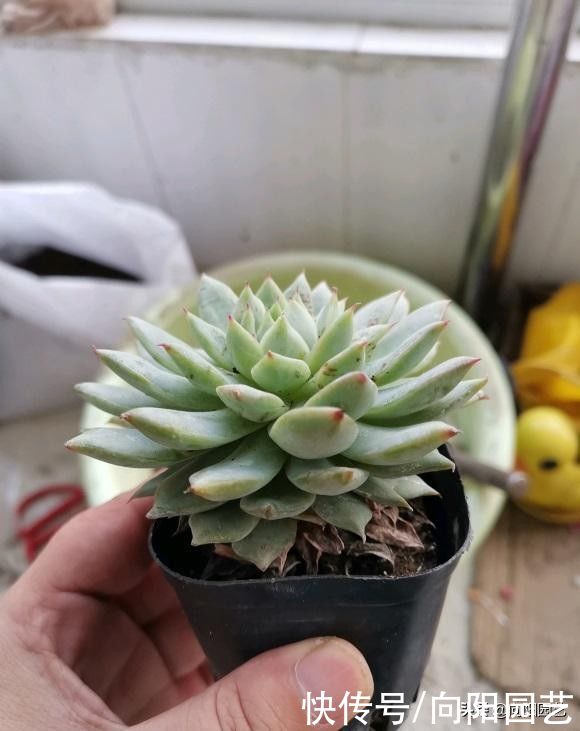 夏天|夏天养多肉，必做这3点，否则就黑腐！原来露养多肉也有缺点